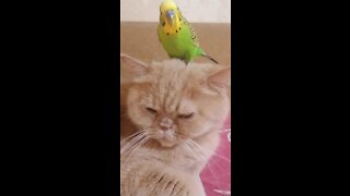 Unimpressed cat lets parrot play on top of his head
