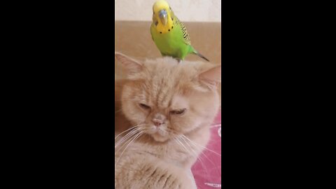 Unimpressed cat lets parrot play on top of his head