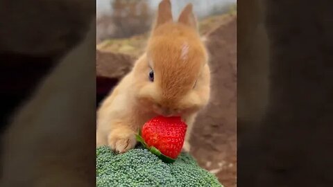 кролик ест клубнику #nashvi #кролик #animals @razyff
