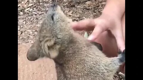 Cute funny Quokka -144