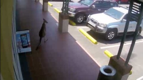 Un kangourou essaye de rentrer dans un magasin