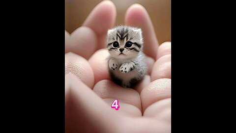 Cute cat video