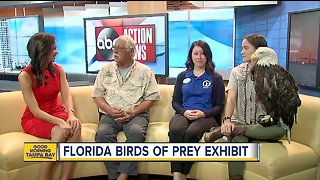 Florida Birds of Prey