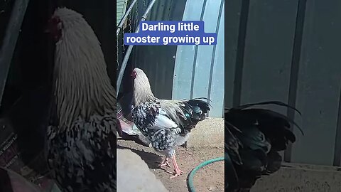 Farm surveillance. Free range rooster