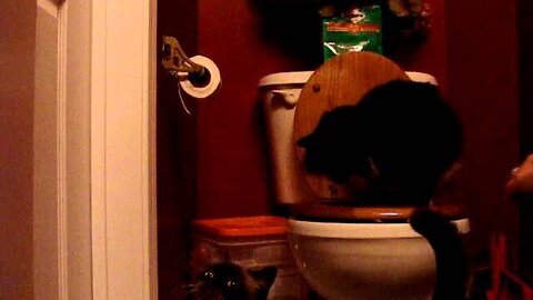 Cat Plops in Toilet - 3 months 3 days Cat Toilet Training Boot Camp