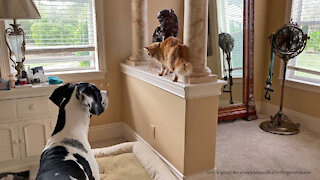 Funny Cat Guards Foo Dogs From Great Dane