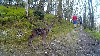 These Runners Encounter A Newborn Baby Deer On The Trail