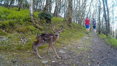 These Runners Encounter A Newborn Baby Deer On The Trail
