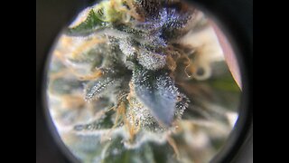 Starting a grow channel