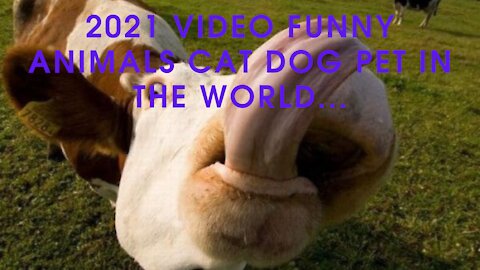 2021 video funny animals cat dog pet in the world...