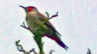 IECV NV #75 - 👀 Northern Flicker In A Tree 12-14-2014