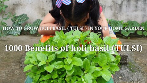 How to grow holi basil (Tulsi) at your home garden | 1000 benefits of holi basil (tulsi)