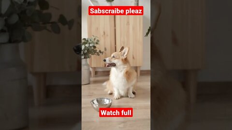 dog funny video || dog amazing video || my first blog #short #shortsfeed #firstshort #youtubeshort