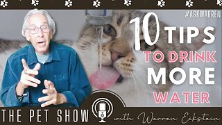 Get Your CAT to Drink More WATER