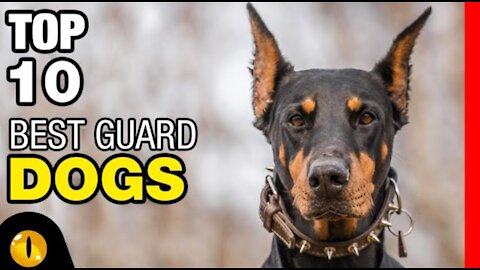 TOP 10 BEST GUARD DOG BREEDS