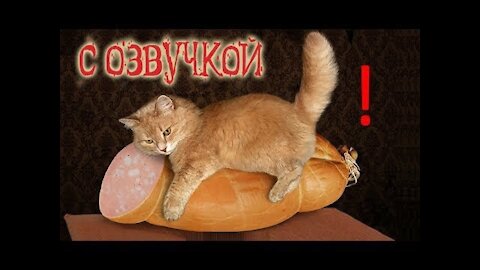 Приколы с котами – озвучка животных – Мне бы таких котов! Domi Show