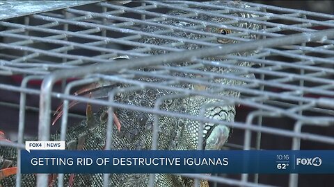 How to safely remove iguanas from your home