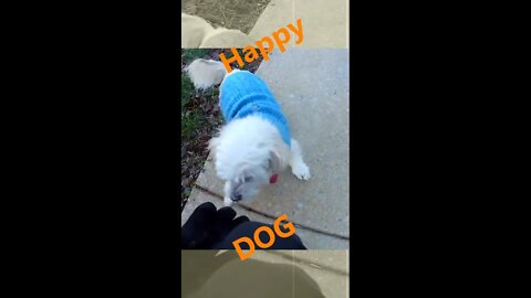 Heartwarming Happy Dog Maggie greets master coming home from work on his motorcycle