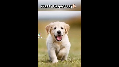 World_biggest_dog_🐕_7.25_feet_tall😲