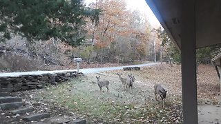 Woman coaxes young deer to trust her