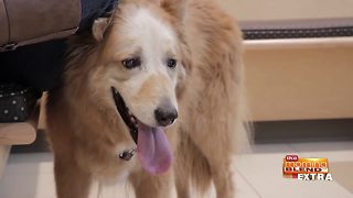 Blend Extra: Treating Pet Cancer with Advanced Technology
