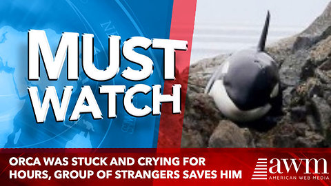This Orca Was Stuck And Crying For Hours, But A Group Of Strangers Saves Him