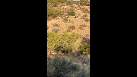 Desert Mule Deer