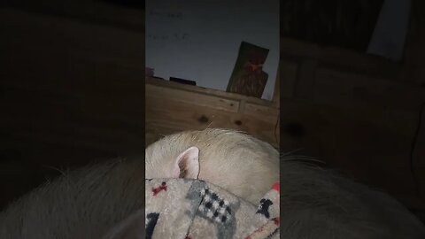 Crazy lady shares a bed with 15 PIGS!!!!