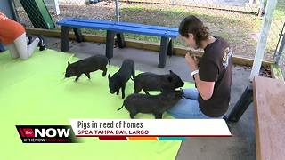 Pot belly pigs up for adoption at Largo shelter