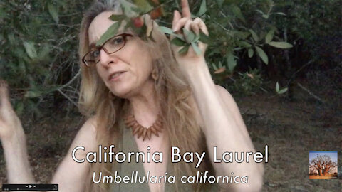 TreeGirl Book Campaign–California Bay Laurel