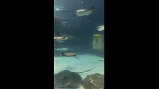 Ripley’s Aquarium