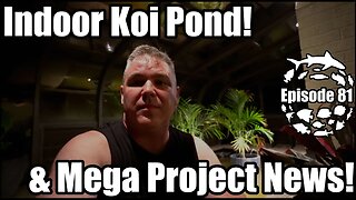 Indoor Koi Pond Jungle-fied, Mega Fish Basement Annex News & a Crazy Story!