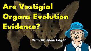 Are Vestigial Organs Evolution Evidence?
