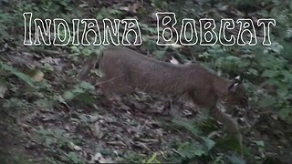 Incredible Indiana Bobcat encounter