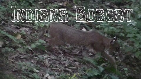 Incredible Indiana Bobcat encounter