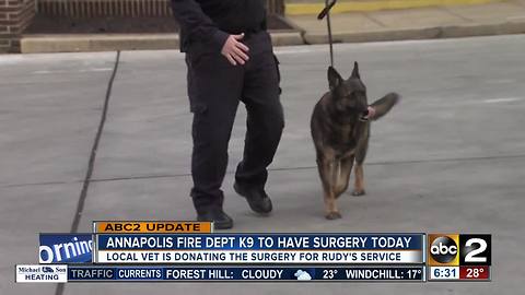 Annapolis Fire Dept. K9 undergoing surgery today