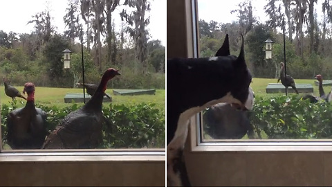 Unsuspecting Turkeys Get Startled By Great Dane