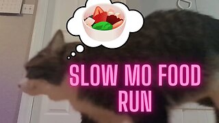 Slow Motion Cat Runs Towards Food