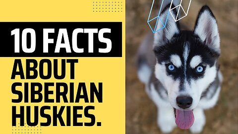 Ten interesting facts about Siberian Huskies.