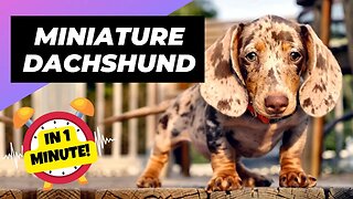 Miniature Dachshund - In 1 Minute! 🐶 One Of The Smallest Dog Breeds In The World | 1 Minute Animals