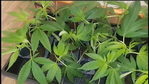 Some Reasons Why Cannabis Clones Won't Root