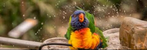 A parrot takes a bath to avoid the heat