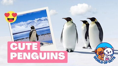 Cute Penguins | Funny Animals | Relaxing Animals