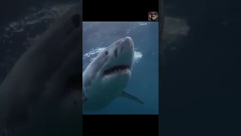 Great White Shark Goes After Diver In a Cage #shorts #shark #share