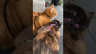 Indoor Cats on Leashes: Breathing air. Outside.