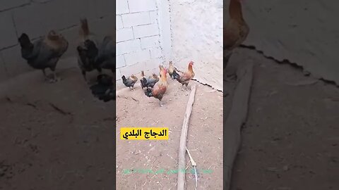 الدجاج البلدي كيوت روعة مرحبا