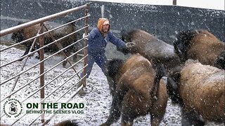 WHOA! This will make you... Bison too close for comfort?!?! Behind the scenes CANADIAN BISON RANCH!