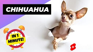 Chihuahua - In 1 Minute! 🐶 One Of The Smallest Dog Breeds In The World | 1 Minute Animals