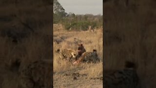 Spotted Hyena Protect Their Kill From Wild dogs / Wildlife at its best
