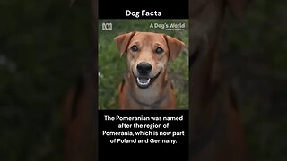 Dog Facts #shorts #youtubeshorts #dog #facts